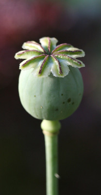 Papaver-somniferum-4.jpg