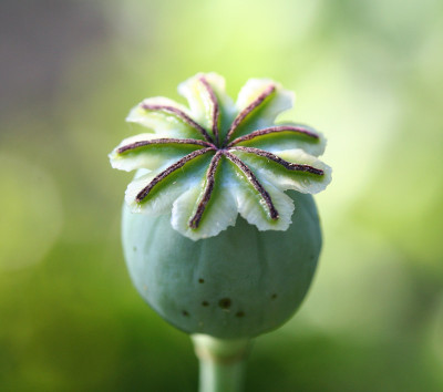 Papaver-somniferum.jpg