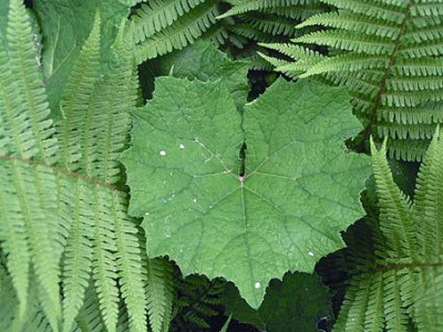 petasites_hybridus.jpg
