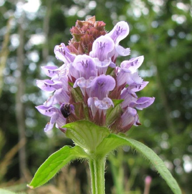 WILD_SA_0807_II.jpg