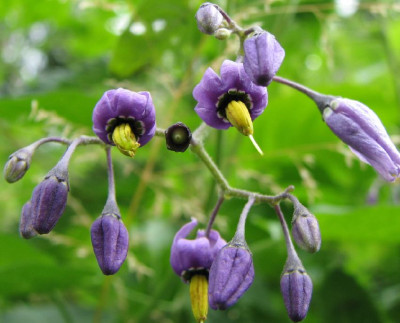 WILD_SA_0807_VI.jpg