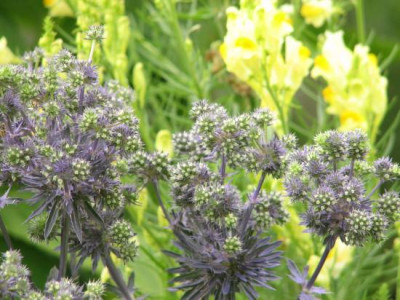 eryngium_blue_ribbon.jpg