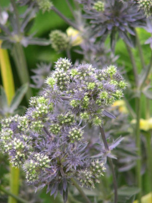eryngium_blue_ribbon1.jpg
