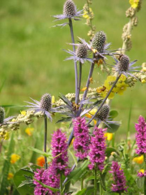eryngiumstachys.jpg