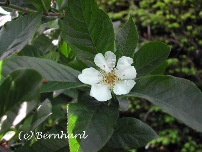 mespilus_germanica_1.jpg