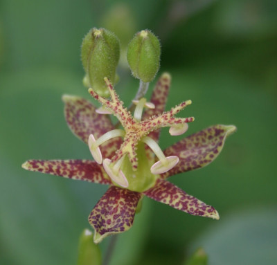 IMG_1633_eTricyrtis_macropoda_var_CY-2003.JPG