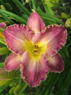 Elizabeths_Magic_2.jpg