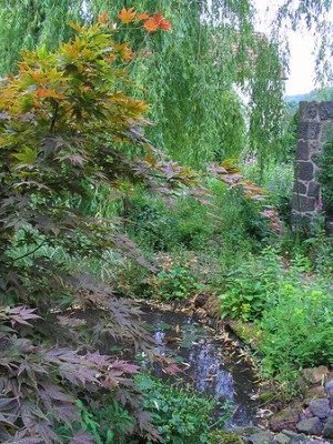 Acer_palmatum_Wou_Nishiki.jpg