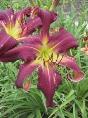 193-9342a_IMG.jpg