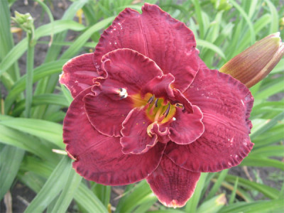 193-9347a_IMG.jpg