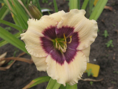193-9357a_IMG.jpg
