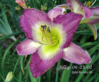 Imgp8095-Sdlg.jpg