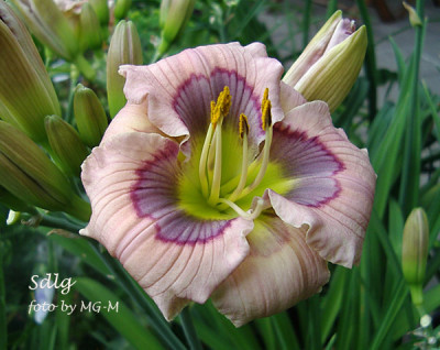 Imgp8113-Sdlg.jpg