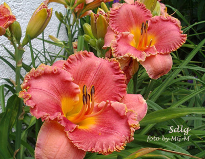Imgp8136-Sdlg.jpg