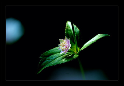 Astrantia_1_08-07-2006.jpg