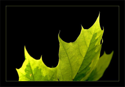 Acer_3_08-07-2006.jpg