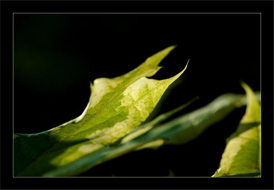 Acer_2_08-07-2006.jpg