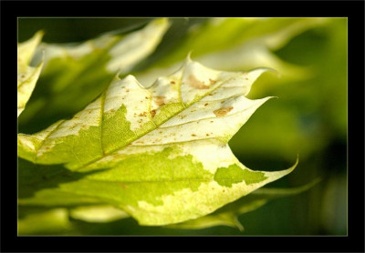 Acer_1_08-07-2006.jpg