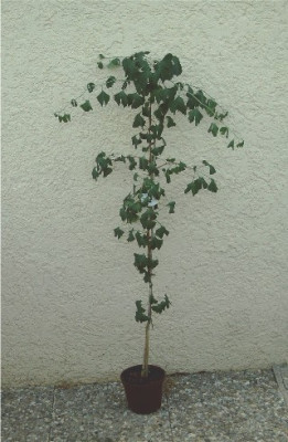 Gingko-002.jpg