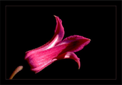 Clematis_Diana_1_08-07-2006.jpg