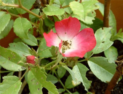 Unbekannte-001.jpg