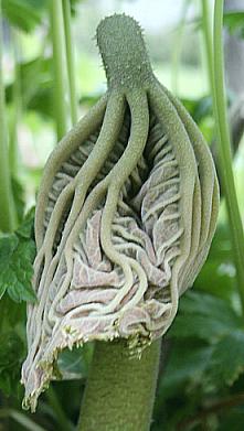Rod.tabularis2.jpg