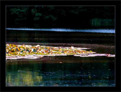 Waldsee_2_01-07-2006.jpg