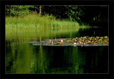 Waldsee_1_01-07-2006.jpg