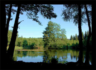 Waldsee_5_01-07-2006.jpg
