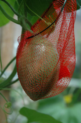 A0378_Large.JPG