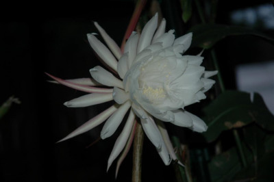 A0370_Large.JPG