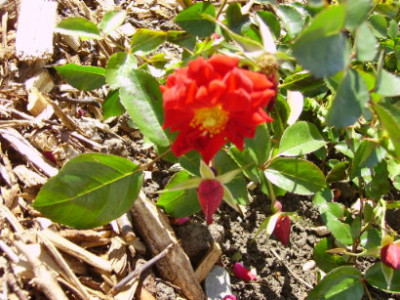 PICT0991.JPG