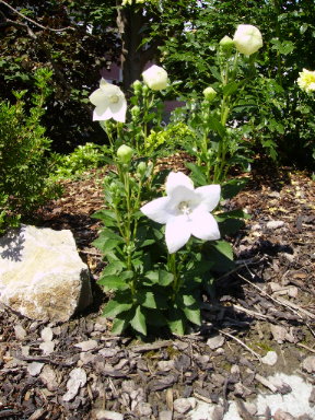PICT0998.JPG