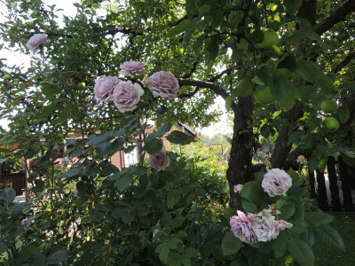 DSCN8052_869.JPG