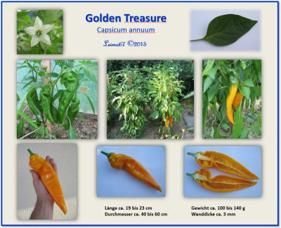 Steckbrief Golden Treasure 2015.JPG