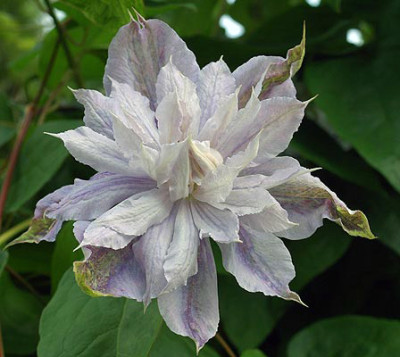 clematis4529.jpg