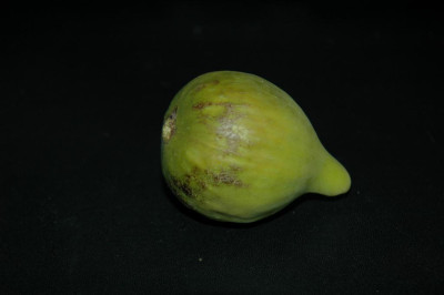 A0381_Large.JPG