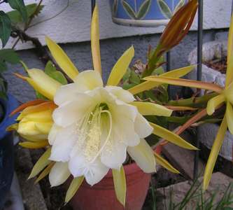 Epiphyllum.jpg
