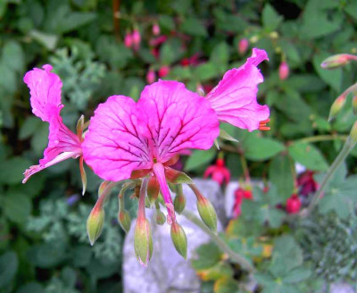 9.7.06._Pelargonium_endlicherianum_002.JPG