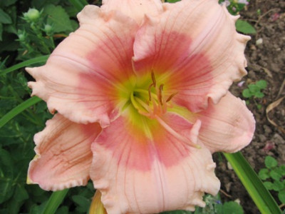 Janice_Brown_1.jpg
