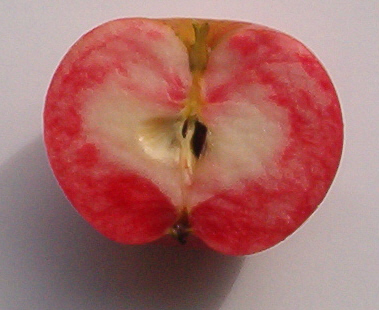 discovery-apple-flesh-2008.jpg