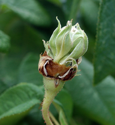 rose5070.jpg