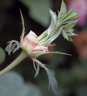 rose5074.jpg