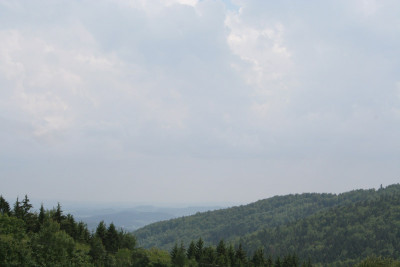 Bay.Wald-1.jpg
