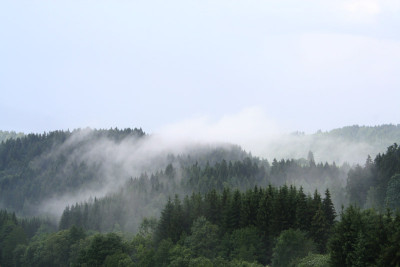Bay.Wald-4.jpg