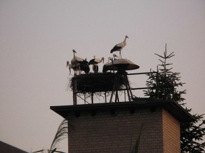 DSCI0776 - Kopie.JPG