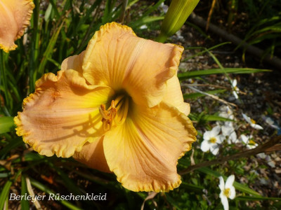 P1020953-berleyer_rueschenkleid.jpg
