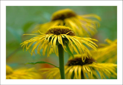 Brabant_Blumen_5_09-07-2006.jpg