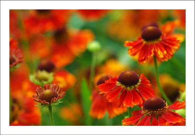 Brabant_Blumen_4_09-07-2006.jpg