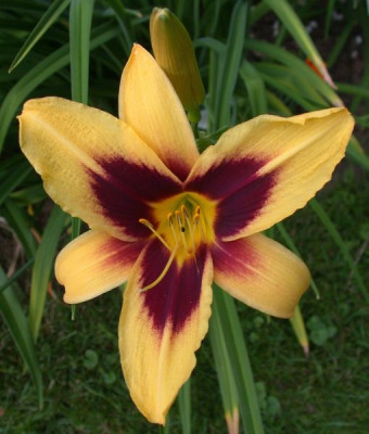 Wideyed0021.jpg